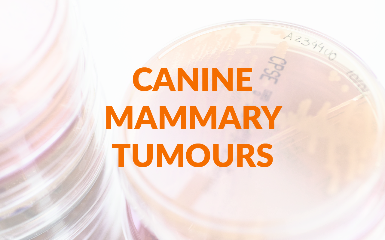 canine mammary tumours